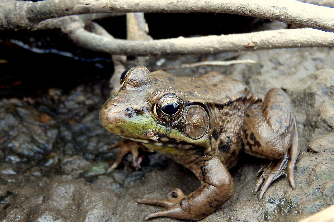 Northern Green Frog A northern green frog perches on a rock along the Little Wolf River in east-central Wisconsin, trying to warm up in the cool morning air. Geotagged,Green Frog,Lithobates clamitans melanota,Northern green frog,Rana clamitans,Rana clamitans melanota,United States,Wisconsin