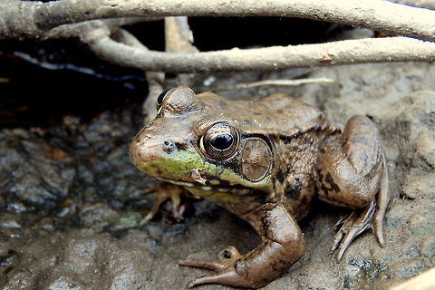 Northern Green Frog A northern green frog perches on a rock along the Little Wolf River in east-central Wisconsin, trying to warm up in the cool morning air. Geotagged,Green Frog,Lithobates clamitans melanota,Northern green frog,Rana clamitans,Rana clamitans melanota,United States,Wisconsin