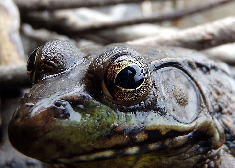 Northern Green Frog Close-up A face only a mother could love? I think a few others can find it in their hearts to care for such a cute little frog. Geotagged,Green Frog,Lithobates clamitans melanota,Northern green frog,Rana clamitans,Rana clamitans melanota,United States,Wisconsin
