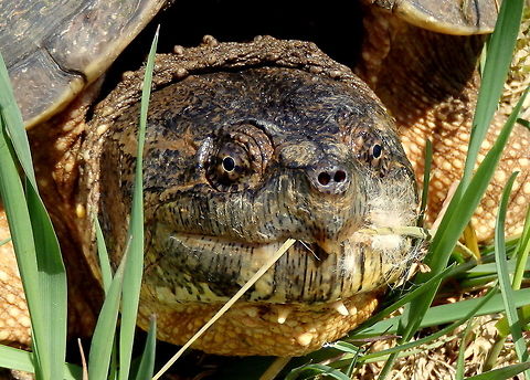 Snapping Turtle Close-up This snapping turtle was trying to cross the road when I drove by it. I stopped and helped it across, and then took a few snap shots of it. She was a little reluctant; she probably would have snapped at my camera if she could have reached it! Chelydra serpentina,Common snapping turtle,Geotagged,Reptiles,United States,Wisconsin