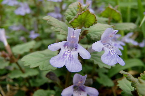 Creeping Charlie This member of the mint family has been widely introduced and established throughout much of the world. Originating in Europe and Asia, it is often considered a nuisance where it has been introduced. Although, they are still quite pretty. Captured in the hardwood forests of northern Illinois.  Geotagged,Glechoma hederacea,Illinois,Non-native,United States