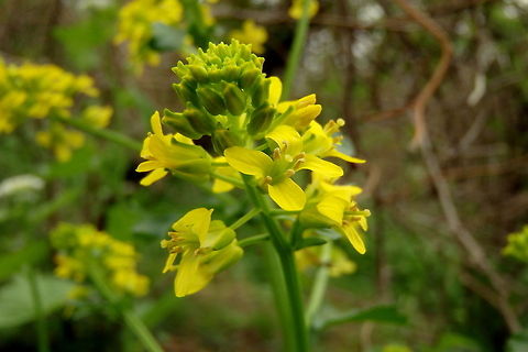 Yellow Rocket A plant that is native to Eurasia, it is considered a weed in the United States, often growing along roadsides and construction sites. Barbarea vulgaris,Geotagged,Illinois,Non-native,United States
