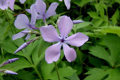 Woodland Phlox Woodland Phlox, or wild blue Phlox, is a common woodland wildflower found in the hardwood forests of northern Illinois in early spring. Geotagged,Illinois,Phlox divaricata,United States,Wildflowers