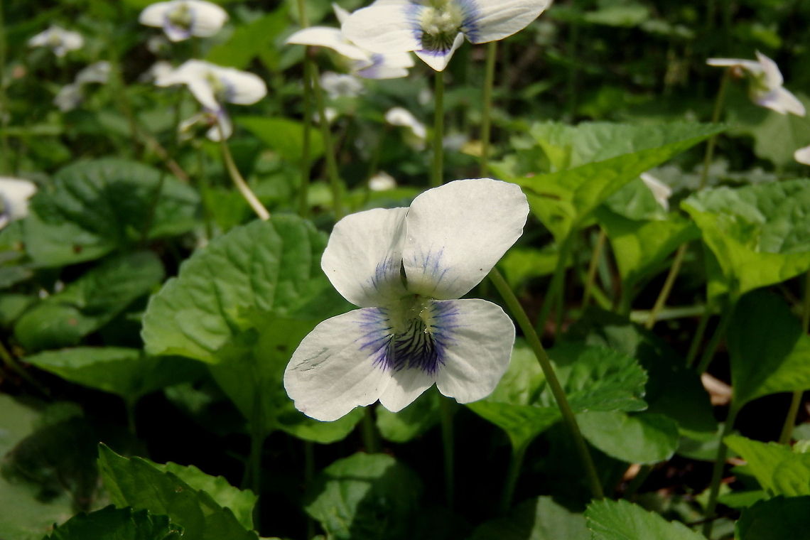 Dog Violet A common site in both yards and the woods in the early spring in northern Illinois. Geotagged,Illinois,United States,Viola labradorica,Wildflowers
