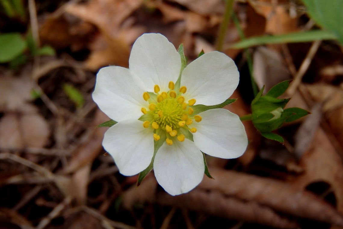 Woodland Strawberry A woodland strawberry blossom with six petals. Captured in the hardwood forests of northern Illinois. Fragaria vesca,Geotagged,Illinois,United States,Woodland strawberry