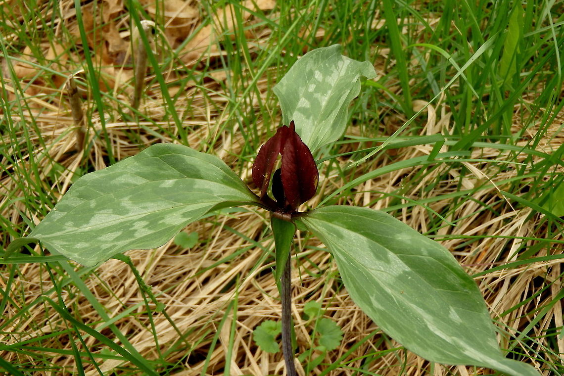 Toadshade Trillium Toadshade trillium is a common site in the woodlands of northern Illinois in the spring. Although they flower early, the rest of the plant stands long after the flower blooms and wilts, usually standing into the fall. Geotagged,Illinois,Toadshade,Trillium sessile,United States,Wildflowers