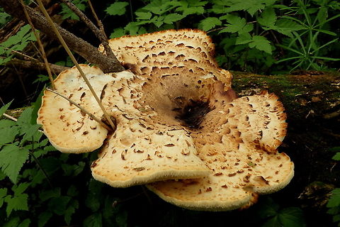 Dryad's Saddle A rather large dryad's saddle growing on a downed tree. I found many of these as I was walking around on this particular day, but this one was by far the largest. Found growing in northern Illinois. Dryad's saddle,Fungi,Geotagged,Illinois,Polyporus squamosus,United States