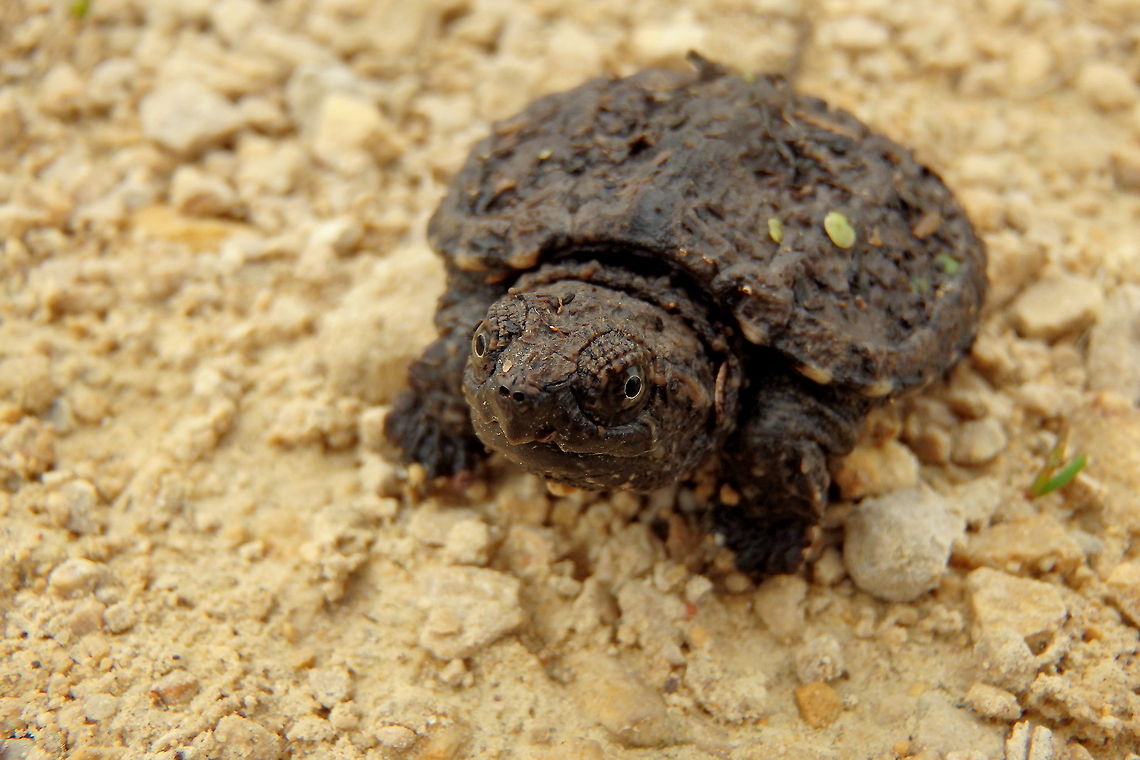 Baby Steps A just-born snapping turtle (I found it only a few feet from the nest site where the egg remnants laid) crossing a gravel footpath in the Upper Mississippi River Wildlife Refuge in northern Illinois. It is about 4 or 5 centimeters across the carapace. Chelydra serpentina,Common snapping turtle,Geotagged,Illinois,Reptiles,United States,Upper Mississippi River Wildlife Refuge
