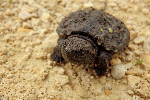 Baby Steps A just-born snapping turtle (I found it only a few feet from the nest site where the egg remnants laid) crossing a gravel footpath in the Upper Mississippi River Wildlife Refuge in northern Illinois. It is about 4 or 5 centimeters across the carapace. Chelydra serpentina,Common snapping turtle,Geotagged,Illinois,Reptiles,United States,Upper Mississippi River Wildlife Refuge
