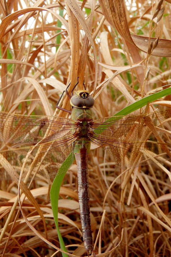 Female Green Darner - Full Body View A female green darner with a tattered hind right wing resting in some thick grass. I only noticed her because she was rapidly vibrating her wings and it was making a loud humming noise when I was walking by. She flew away after a few photos, so even though her wing looks bad, it wasn&#039;t inhibiting her flight at all. Captured in the Upper Mississippi River Wildlife Refuge in northern Illinois. Anax junius,Geotagged,Green Darner,Illinois,Odonata,United States,Upper Mississippi River Wildlife Refuge,dragonflies