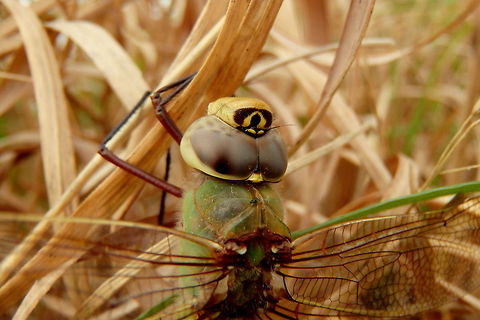 Female Green Darner - Close-up A female green darner rests in some tall grass in the Upper Mississippi River Wildlife Refuge in northern Illinois. Anax junius,Geotagged,Green Darner,Illinois,Odonata,United States,Upper Mississippi River Wildlife Refuge,dragonflies