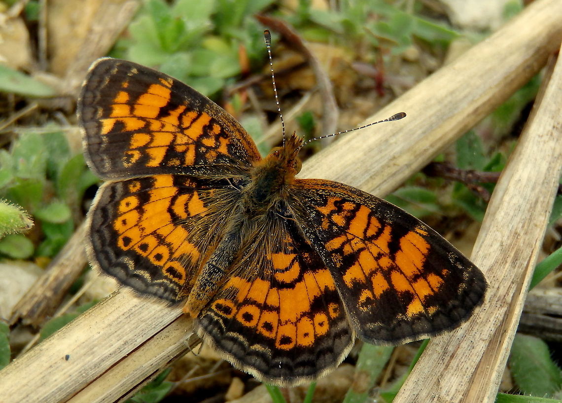 Pearl Crescent After chasing this spooky little butterfly for quite sometime, I was finally able to get close enough for a good macro shot of it. They hardly land, and when they do, it&#039;s only for a split second, even when they&#039;re not being chased around by a clumsy, camera-carrying guy. But this time it sat quite still for nearly a minute. Captured in the Upper Mississippi River Wildlife Refuge in northern Illinois. Butterfly,Geotagged,Illinois,Pearl Crescent,Phyciodes tharos,United States,Upper Mississippi River Wildlife Refuge