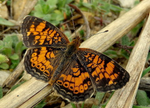 Pearl Crescent After chasing this spooky little butterfly for quite sometime, I was finally able to get close enough for a good macro shot of it. They hardly land, and when they do, it's only for a split second, even when they're not being chased around by a clumsy, camera-carrying guy. But this time it sat quite still for nearly a minute. Captured in the Upper Mississippi River Wildlife Refuge in northern Illinois. Butterfly,Geotagged,Illinois,Pearl Crescent,Phyciodes tharos,United States,Upper Mississippi River Wildlife Refuge