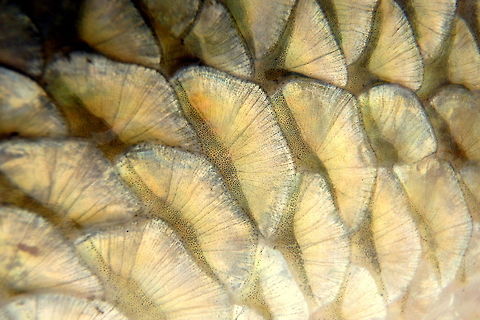 Golden Scales An extreme close-up of the scales on a shorthead redhorse. I thought it was a different perspective that not many get to enjoy. Fish,Geotagged,Illinois,Moxostoma macrolepidotum,Shorthead redhorse,United States