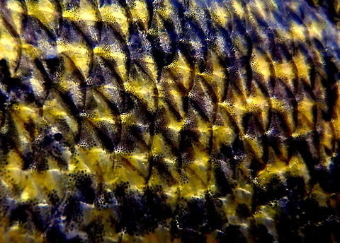 Walleye Scales A close-up of the scales on a walleye. As you can see, many of the scales exhibit dual pigment coloring. Fish,Geotagged,Sander vitreus,United States,Walleye,Wisconsin