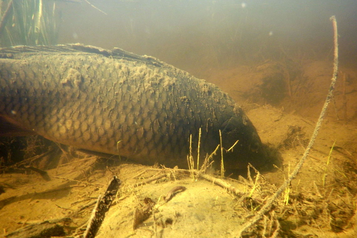 Rooting Carp A common carp roots around for aquatic invertebrates in the substrate of a tributary to the Bighorn River in Montana. Common carp,Cyprinus carpio,Fish,Geotagged,Montana,Non-native,United States