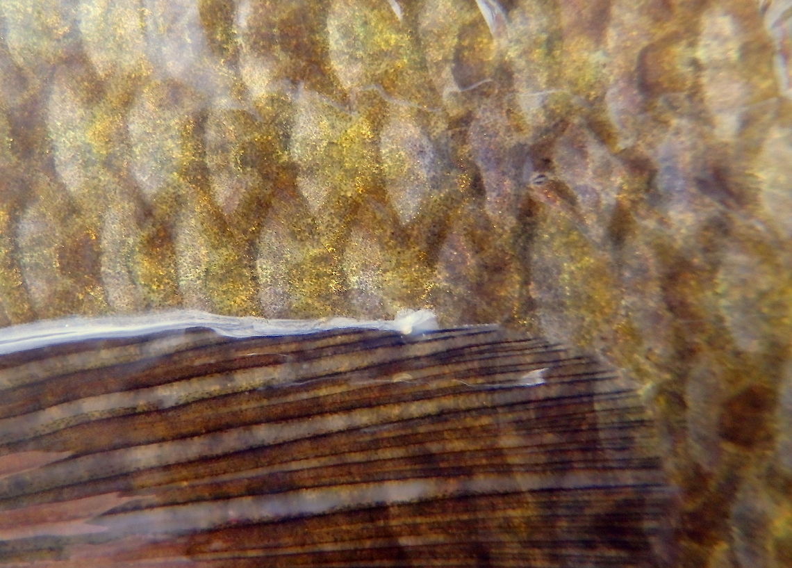 Smallmouth Scales The scales and pectoral fin from a smallmouth bass. Fish,Geotagged,Micropterus dolomieu,Smallmouth bass,United States,Wisconsin