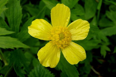 Hispid Buttercup A waxy-petaled buttercup growing in the shaded hardwoods of northern Illinois. Geotagged,Hispid Buttercup,Illinois,Ranunculus hispidus,United States,Wildflowers