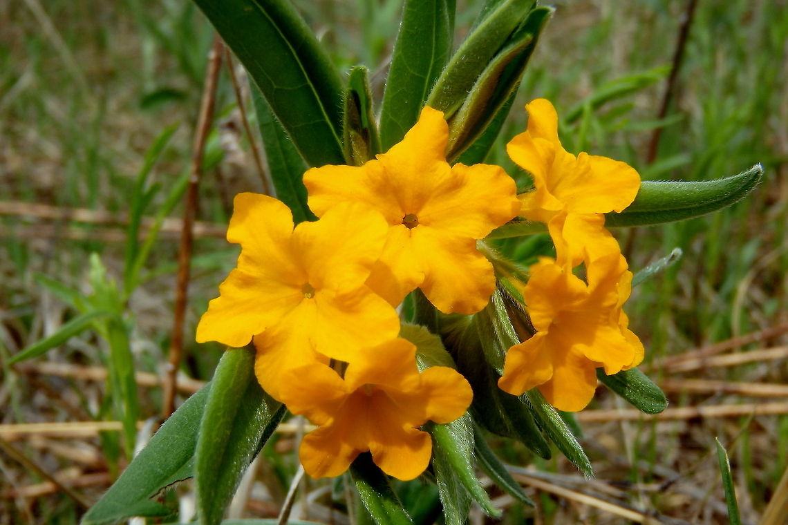Hairy Puccoon A common spring and early summer wildflower in the northern sand prairies of Illinois. Geotagged,Illinois,Lithospermum caroliniense,United States,Wildflowers