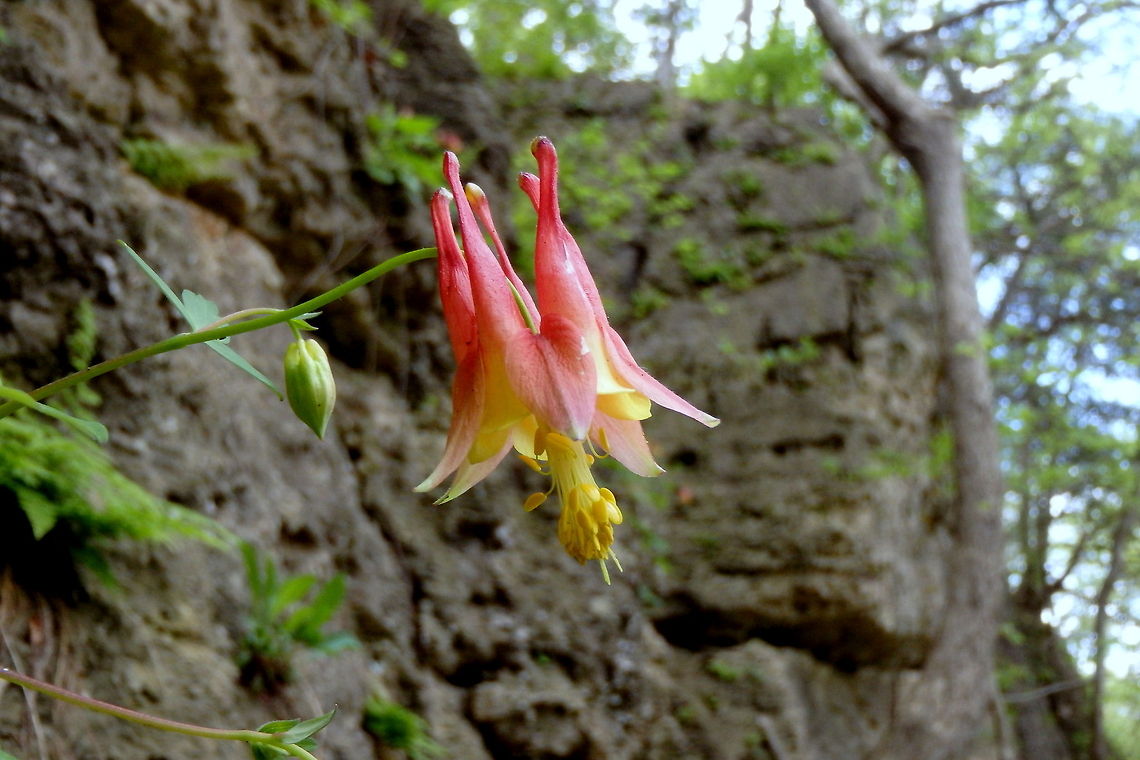 Eastern Columbine Red or Eastern columbine blooms in the dead of spring. They will often grow right out of cliff sides and rocky slopes, as this one has.  Aquilegia canadensis,Eastern Columbine,Geotagged,Illinois,United States,Wildflowers