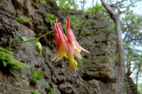 Eastern Columbine Red or Eastern columbine blooms in the dead of spring. They will often grow right out of cliff sides and rocky slopes, as this one has.  Aquilegia canadensis,Eastern Columbine,Geotagged,Illinois,United States,Wildflowers