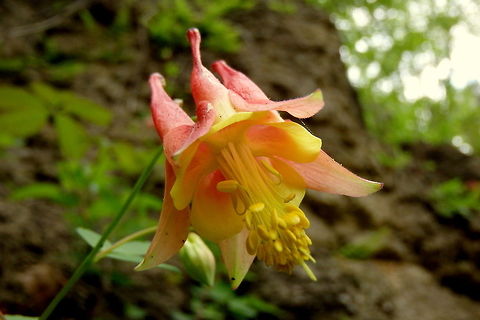 Eastern Columbine A close-up of an eastern columbine flower. Aquilegia canadensis,Eastern Columbine,Geotagged,Illinois,United States,Wildflowers