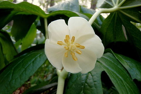 Mayapple Flower An early mayapple flower starts to open in the hardwood forests of northern Illinois. Geotagged,Illinois,Mayapple,Podophyllum peltatum,United States,Wildflowers