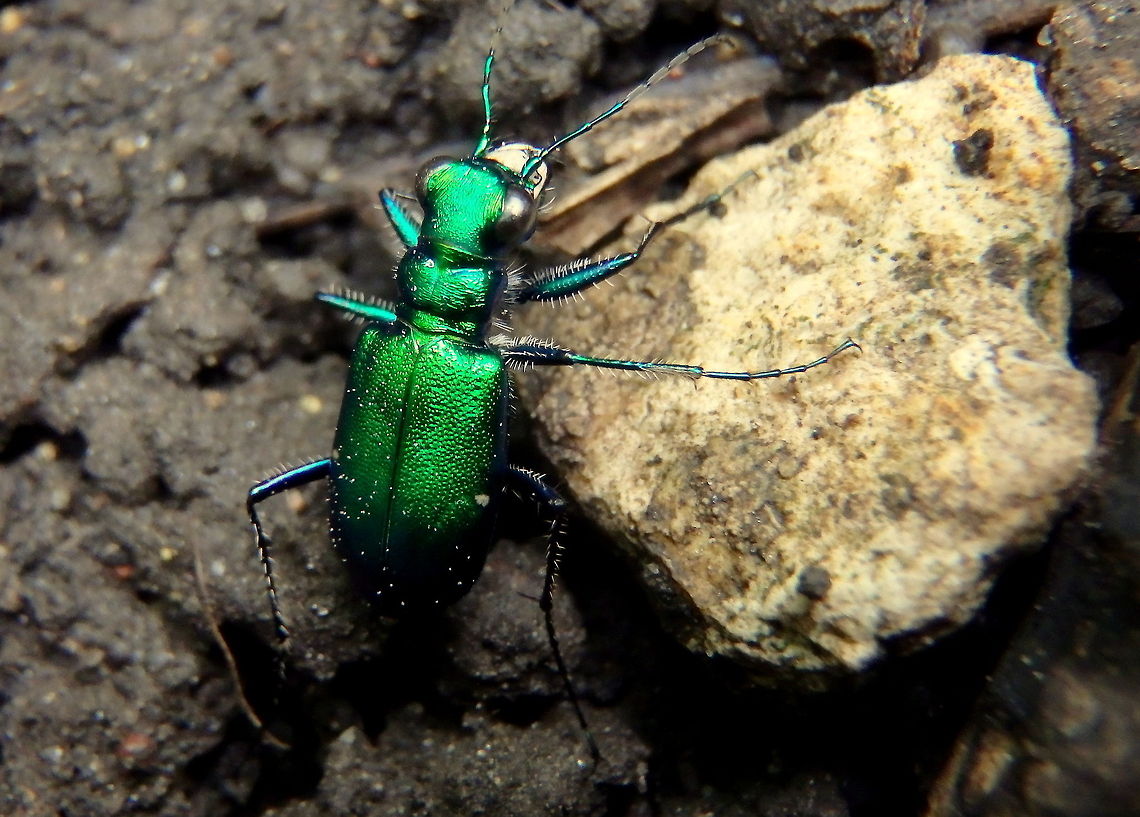 Six-spotted Green Tiger Beetle A common beetle found where I grew up. They are very quick and when they fly their wings give off a very pretty iridescent blue-green color. Beetles,Cicindela sexguttata,Geotagged,Illinois,Insects,Six-spotted Green Tiger Beetle,United States