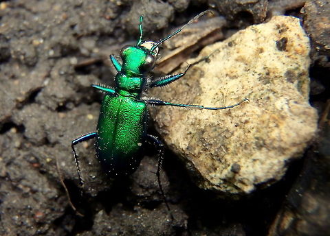 Six-spotted Green Tiger Beetle A common beetle found where I grew up. They are very quick and when they fly their wings give off a very pretty iridescent blue-green color. Beetles,Cicindela sexguttata,Geotagged,Illinois,Insects,Six-spotted Green Tiger Beetle,United States