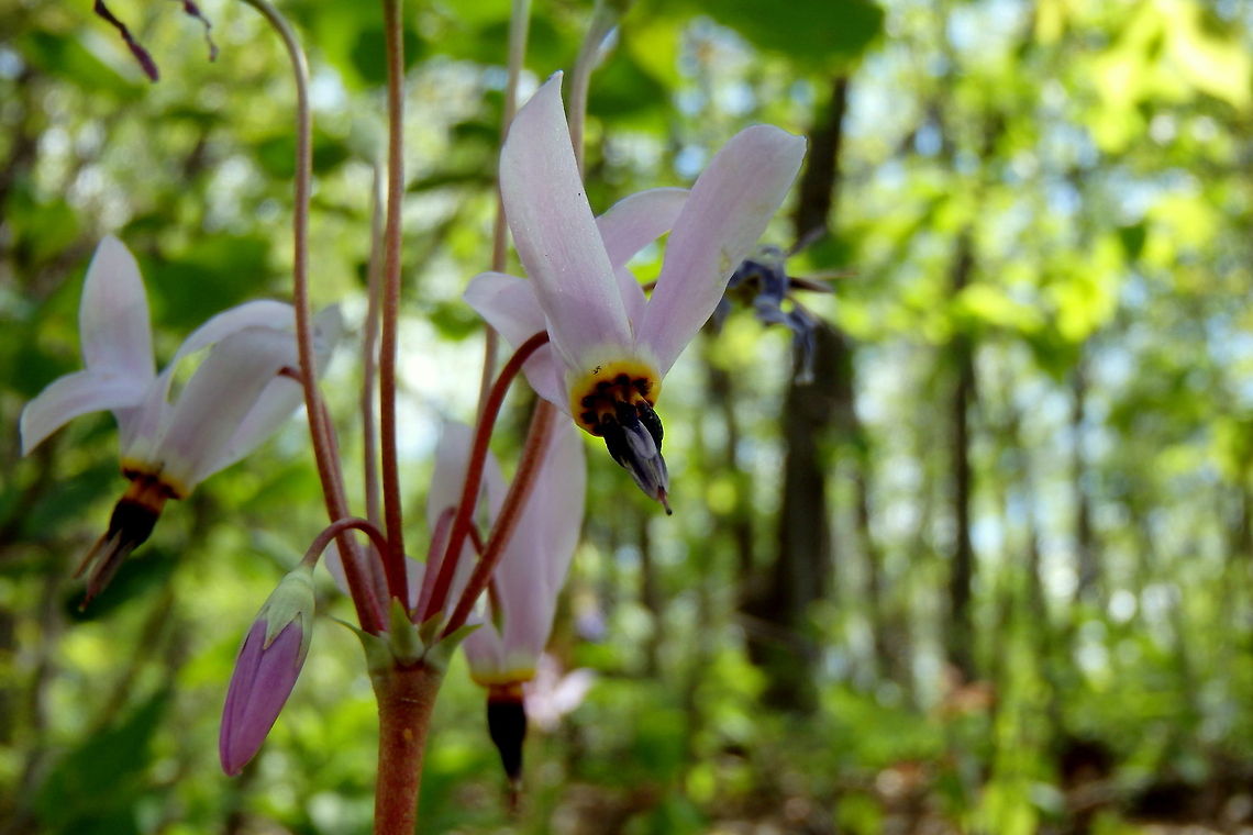 Shooting Star The most common shooting star, this wildflower has earned the common name of shooting star, although there are many other wildflowers that go by a similar moniker. Dodecatheon meadia,Geotagged,Illinois,Shooting Star,United States,Wildflowers