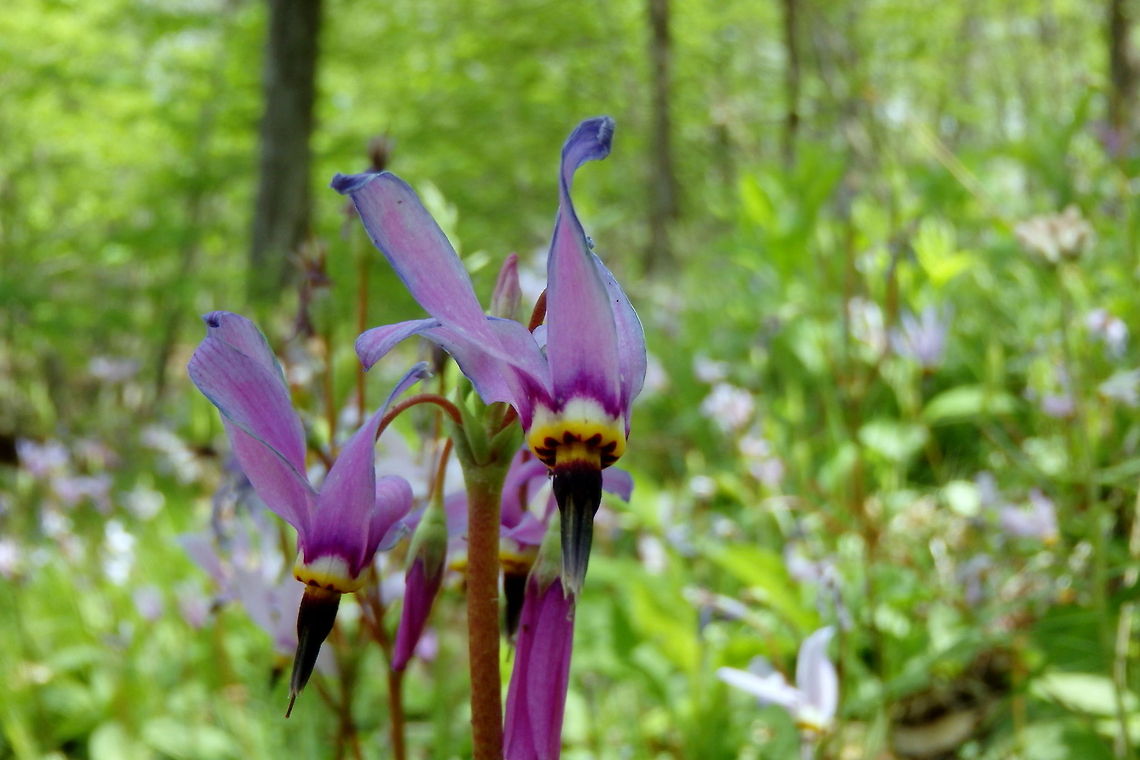 Amethyst Shooting Star The amethyst shooting star is a common wildflower seen in prairies of northern Illinois. Amethyst shooting star,Dodecatheon amethystinum,Geotagged,Illinois,United States,Wildflowers