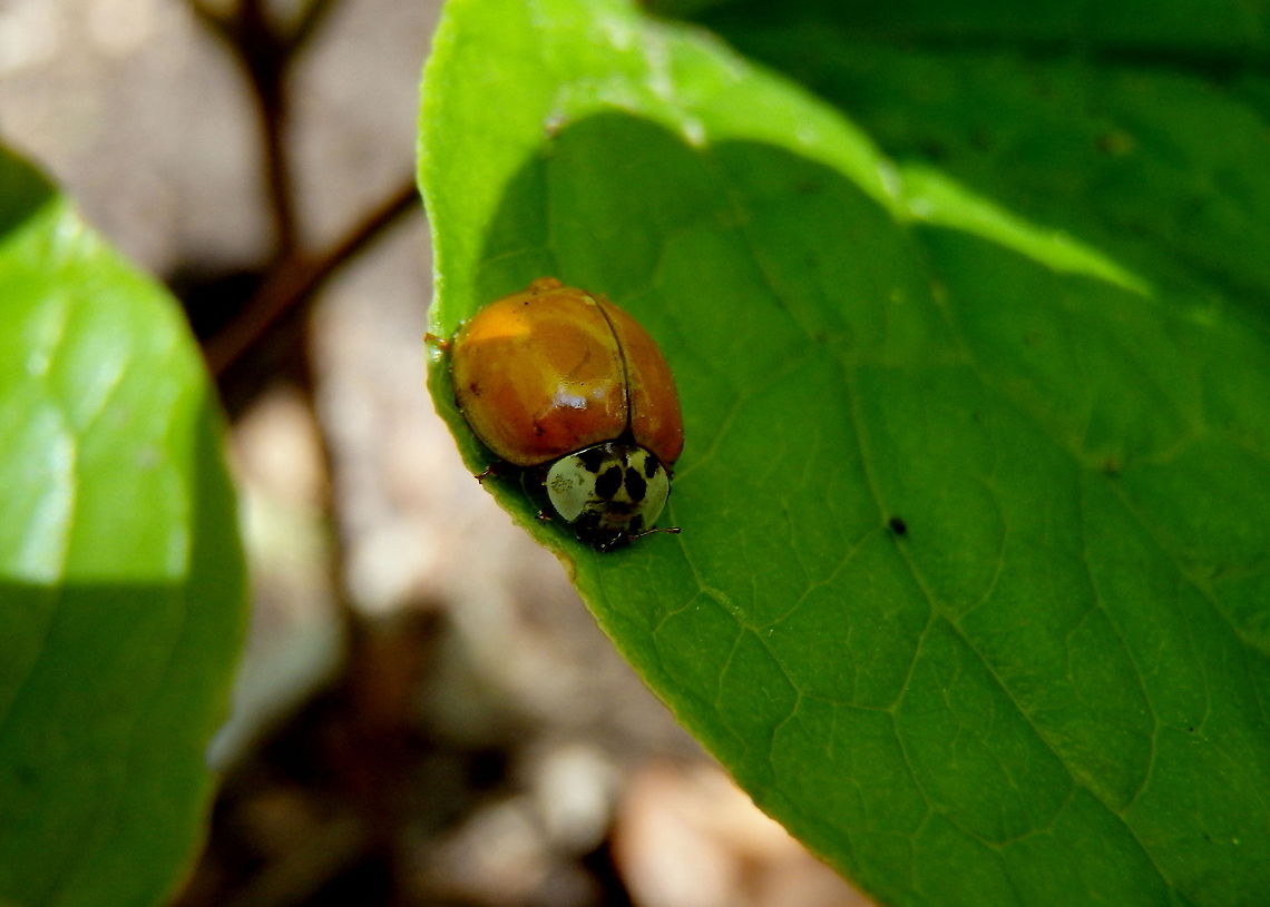 Halloween Lady Beetle We call these Halloween lady beetles because they always invade the houses around where I grew up in October. And, they're orange like pumpkins. Beetles,Geotagged,Harlequin ladybird,Harmonia axyridis,Illinois,Insects,United States
