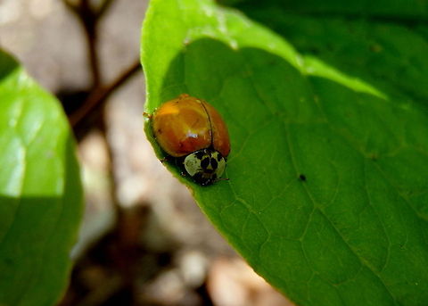 Halloween Lady Beetle We call these Halloween lady beetles because they always invade the houses around where I grew up in October. And, they're orange like pumpkins. Beetles,Geotagged,Harlequin ladybird,Harmonia axyridis,Illinois,Insects,United States