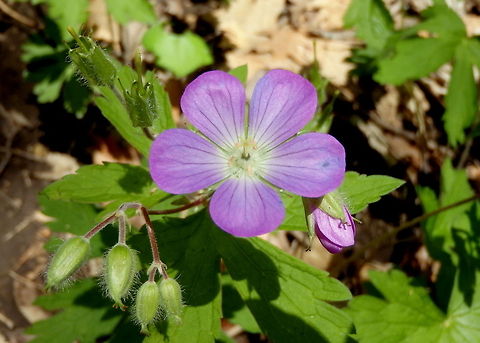 Wild Geranium A wild geranium growing in the hardwood forests of northern Illinois. Geotagged,Geranium maculatum,Illinois,United States,Wildflowers