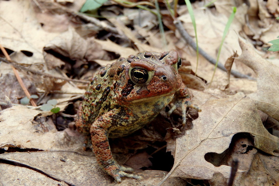 Grumpy American Toad An American Toad in all it&#039;s glory. Cute, eh? American toad,Amphibians,Anaxyrus americanus,Bufo americanus,Geotagged,United States,Wisconsin