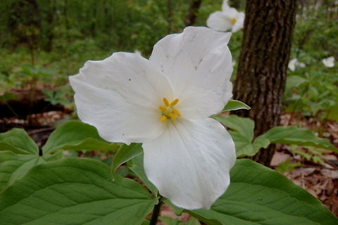 White Trillium White Trillium is a common spring wildflower in Wisconsin. Their three petals and three leaves are easily recognizable. Geotagged,Trillium grandiflorum,United States,Wildflowers,Wisconsin