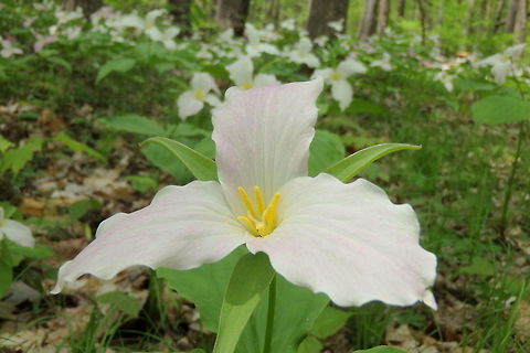 Trillium grandiflorum An up-close and personal shot of a Trillium flower with many more in the background. A common springtime wildflower in Wisconsin. Geotagged,Trillium grandiflorum,United States,Wildflowers,Wisconsin