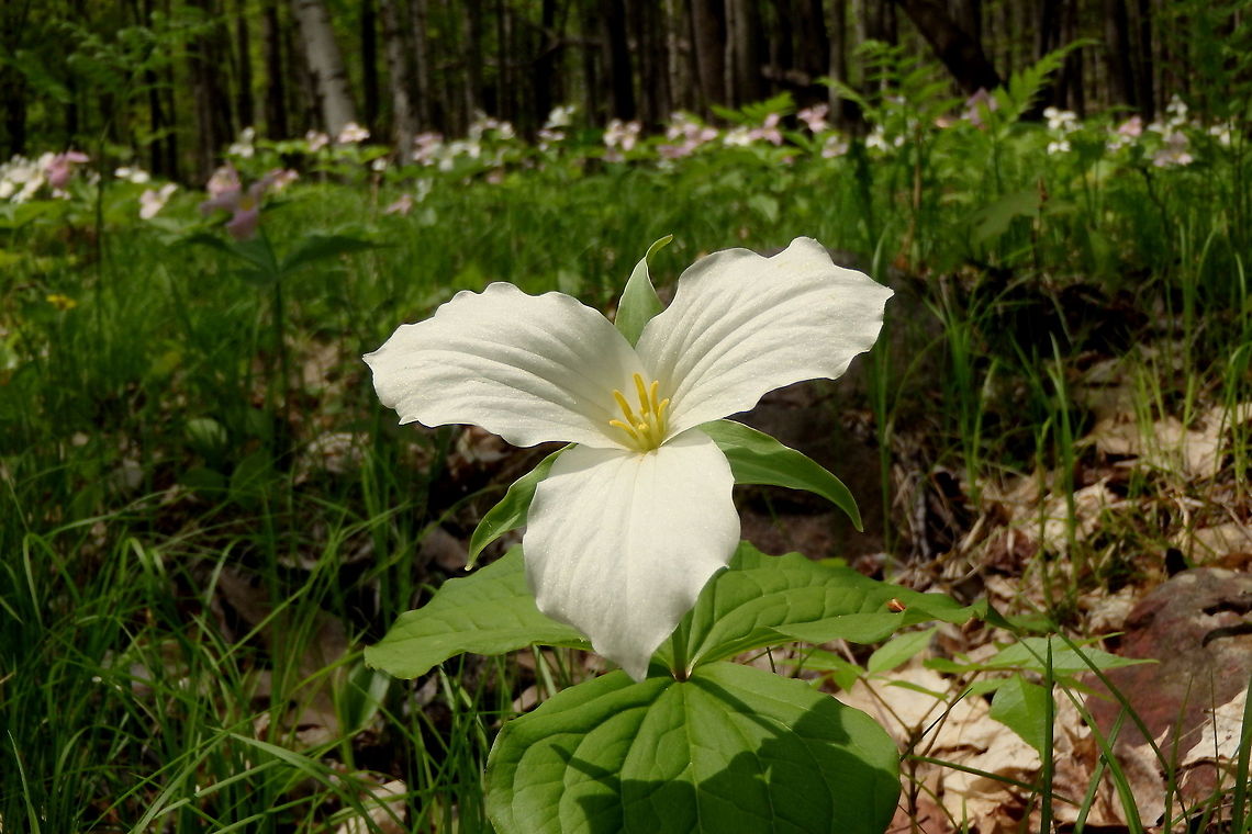 Trillium grandiflorum A Trillium flower captured in central Wisconsin. Geotagged,Trillium grandiflorum,United States,Wildflowers,Wisconsin