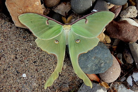 Luna Moth The Luna moth is one of the largest moth's in North America. It can have a wingspan of up to 4.5 inches (over 11 cm)! This one was injured and tried to fly, but couldn't stay off the ground for very long. Actias luna,Geotagged,Illinois,Insects,Luna Moth,Moth,United States