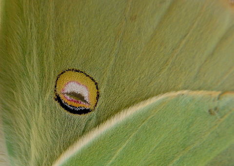 Luna Moth Spot A macro shot of a spot on a Luna moth. Actias luna,Geotagged,Illinois,Insects,Luna Moth,Moth,United States