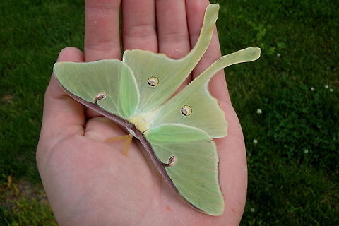 Luna Moth A shot of the Luna moth in my hand for a size comparison. Actias luna,Geotagged,Illinois,Insects,Luna Moth,Moth,United States