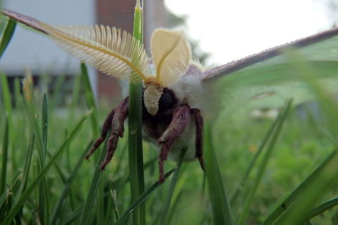 You can't escape Luna moth Luna moth will attack you and beat you mercilessly with its powdered wings and large, feather-like antennae. There is nowhere you can hide!  Actias luna,Geotagged,Illinois,Insects,Luna Moth,Moth,United States