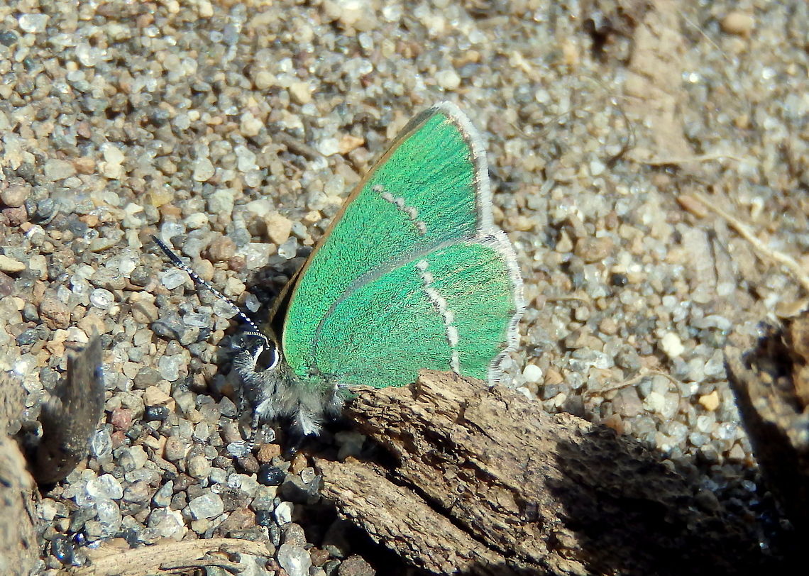 Green Butterfly A green butterfly captured in Yellowstone National Park.  Callophrys sheridanii,Geotagged,United States,Yellowstone National Park