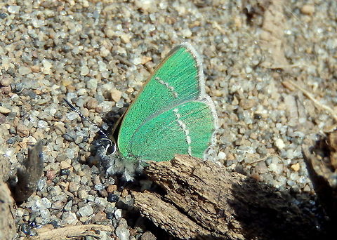 Green Butterfly A green butterfly captured in Yellowstone National Park.  Callophrys sheridanii,Geotagged,United States,Yellowstone National Park