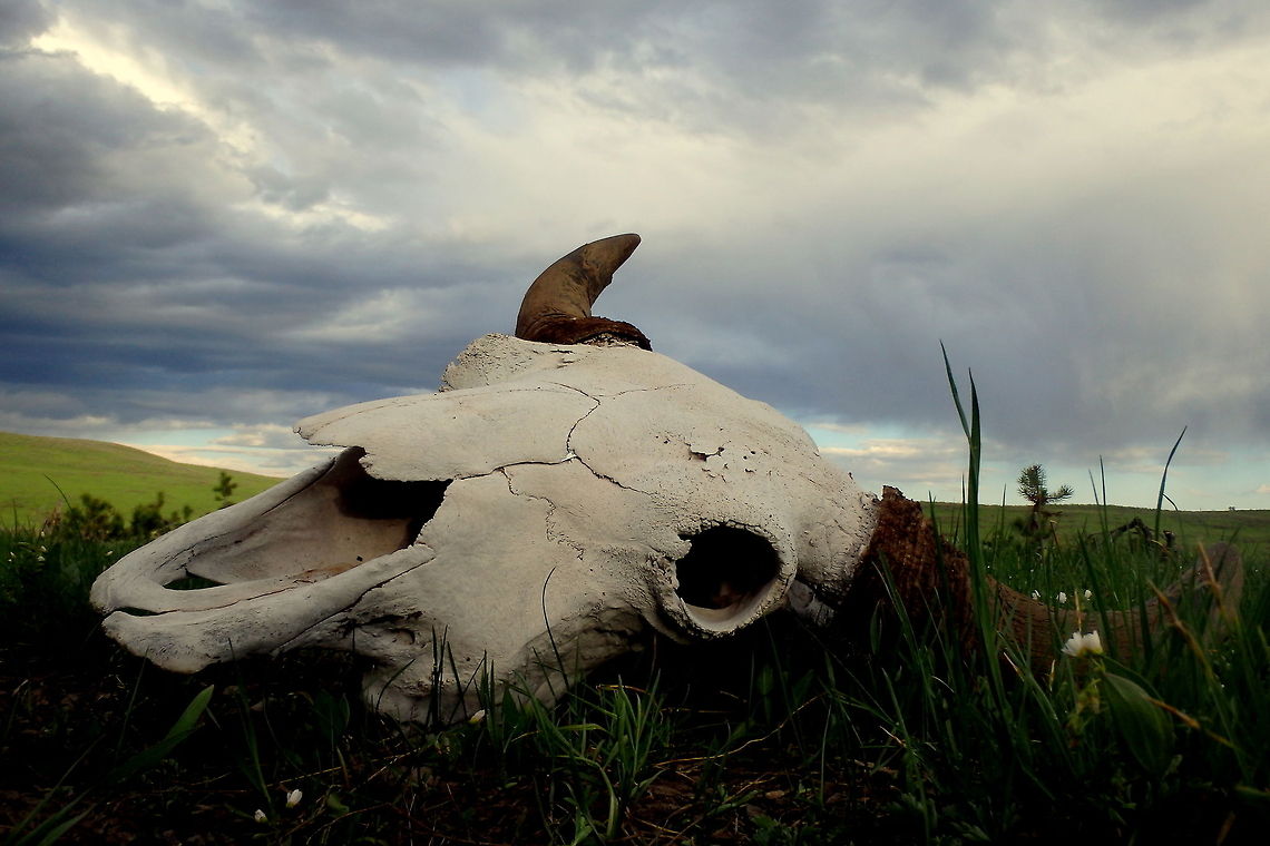 Bison Skull A bull bison skull lies on the open sagebrush planes of Yellowstone National Park. American bison,Bison bison,Geotagged,United States,Yellowstone National Park