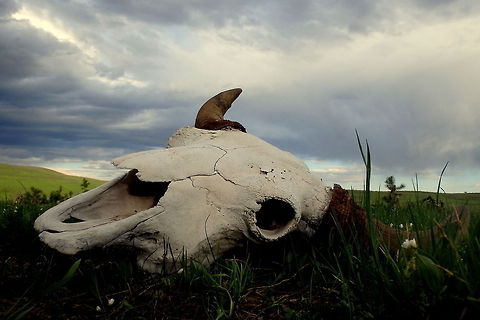 Bison Skull A bull bison skull lies on the open sagebrush planes of Yellowstone National Park. American bison,Bison bison,Geotagged,United States,Yellowstone National Park