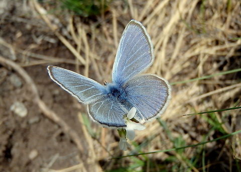 The Silvery Blue The Silvery Blue butterfly can be commonly found on the sagebrush flats of Yellowstone National Park.  Geotagged,Glaucopsyche lygdamus,Silvery Blue,United States,Yellowstone National Park