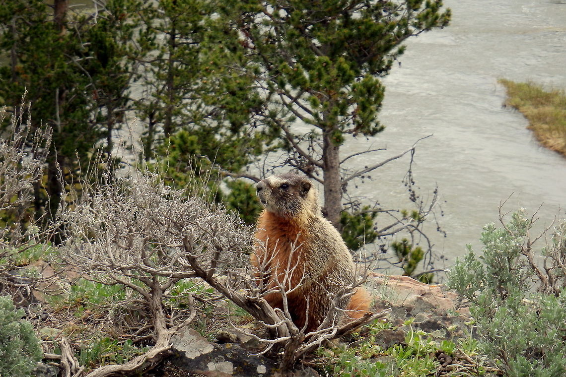 Yellow-bellied Marmot A yellow-bellied marmot poses for a picture near Sheepeater Cliff in Yellowstone National Park. Geotagged,Marmota flaviventris,United States,Yellowstone National Park,yellow-bellied marmot