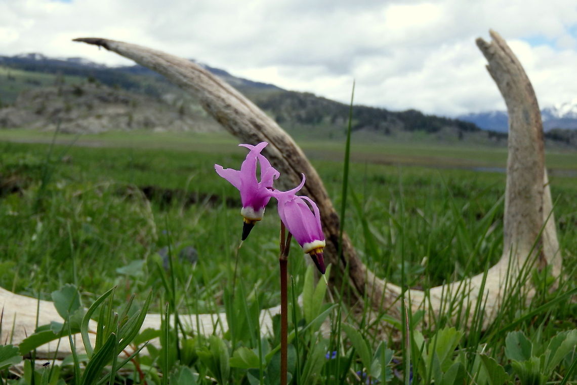 Prairie Shooting Star Some alpine shooting star growing by an elk shed in the Slough Creek Valley in Yellowstone National Park. Dodecatheon pulchellum,Geotagged,Prairie shooting star,United States,Wildflowers,Wyoming,Yellowstone National Park