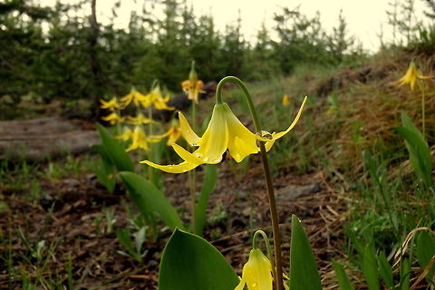 Glacier Lily A cluster of glacier lilies growing in Yellowstone National Park. Erythronium grandiflorum,Geotagged,United States,Wildflowers,Wyoming,Yellowstone National Park,dogtooth fawn lily,glacier lily,yellow avalanche lily